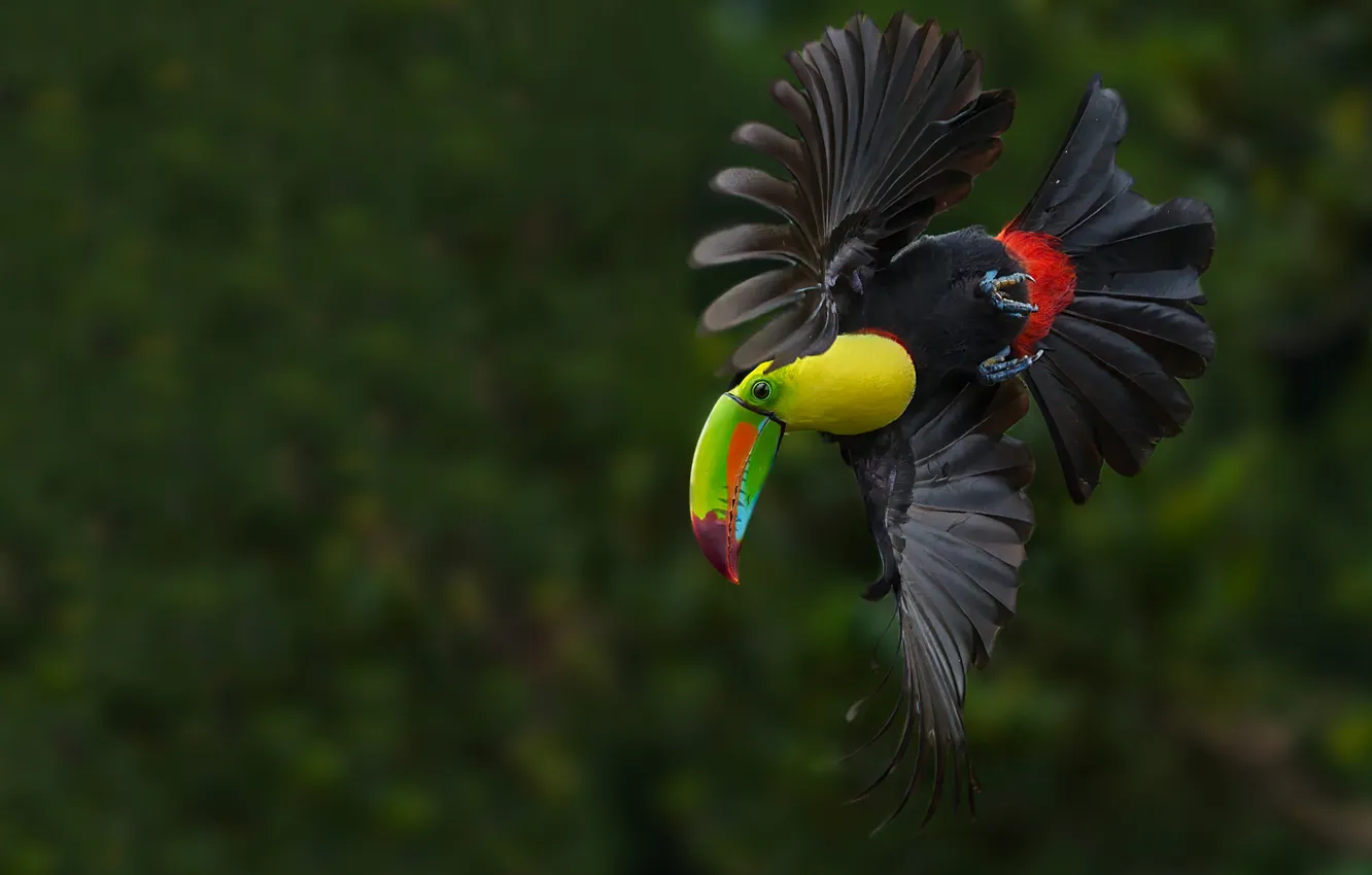 Photo wallpaper flight, bird, Toucan, green background, bokeh, wingspan