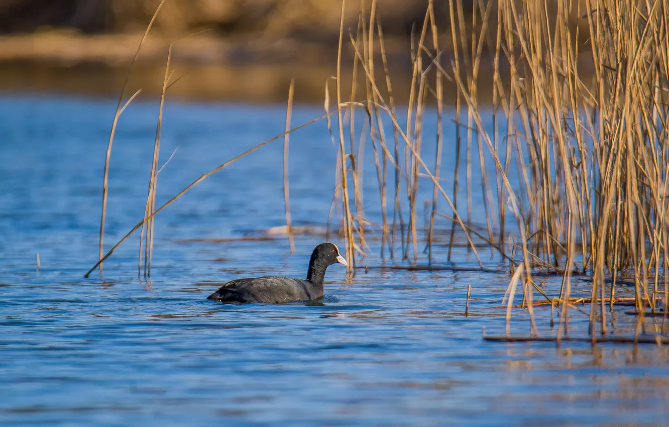 Photo wallpaper lake, bird, spring, The coot