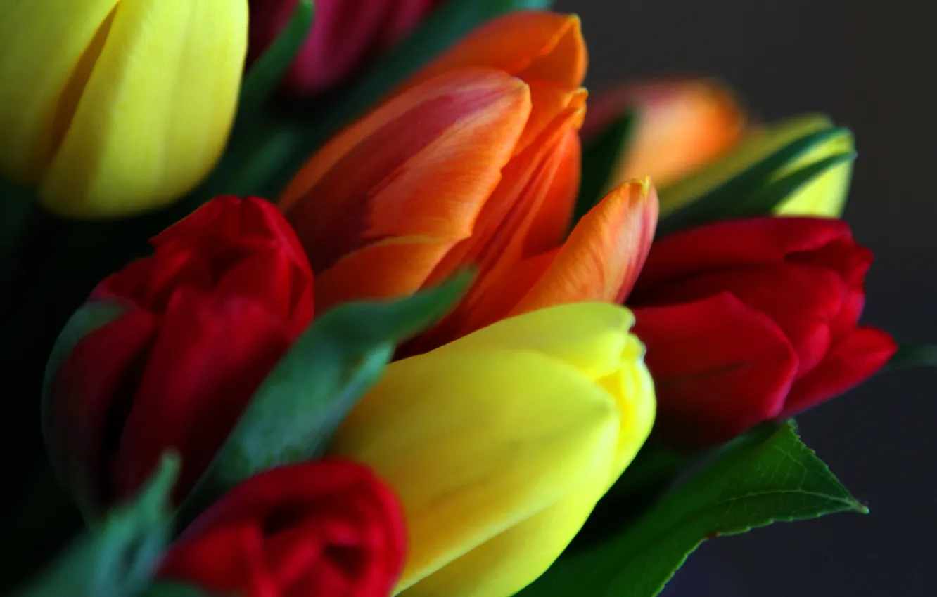 Photo wallpaper leaves, bouquet, spring, petals, tulips
