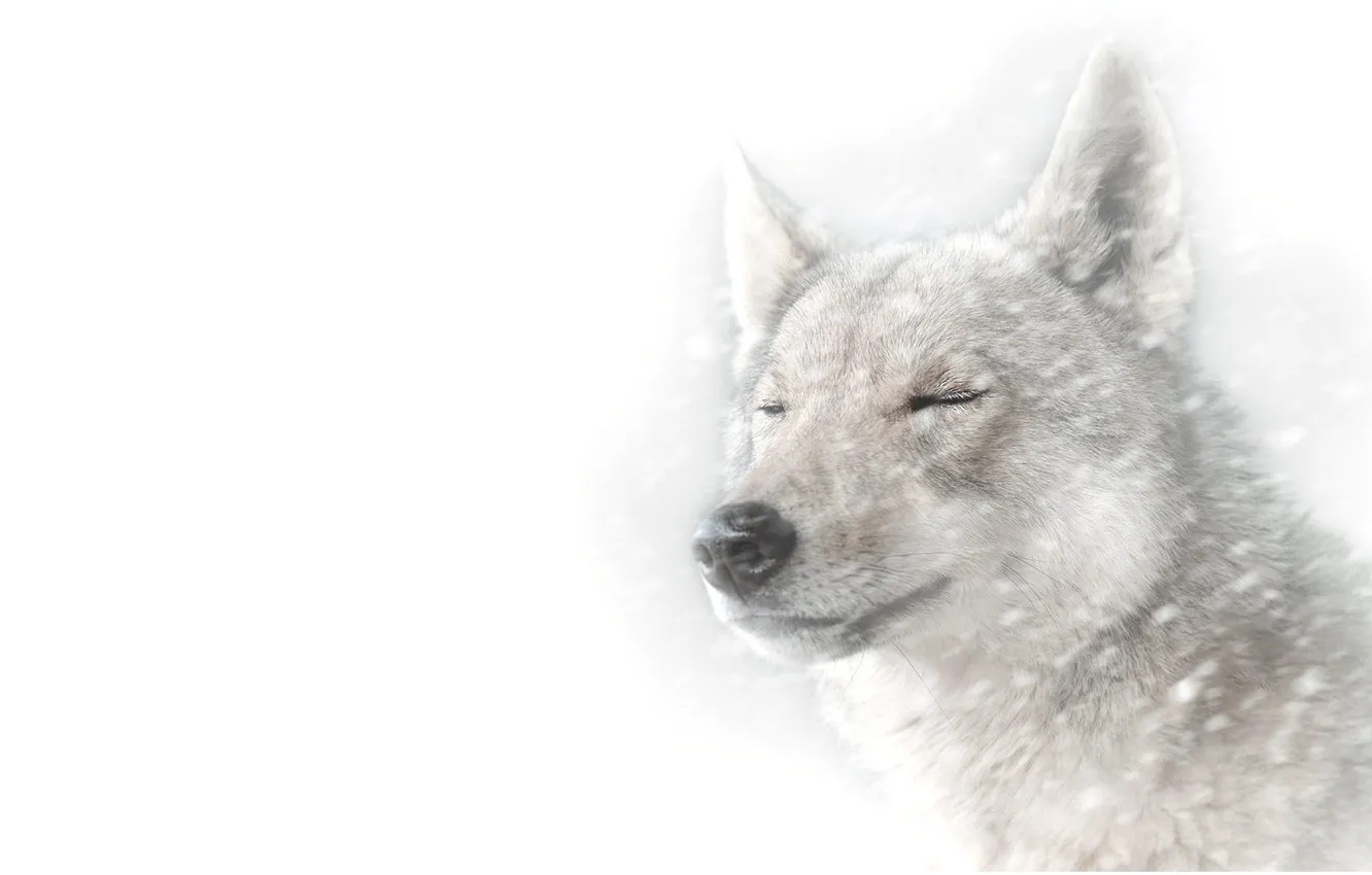 Photo wallpaper winter, face, snow, wolf, portrait, white background, Blizzard, snowfall