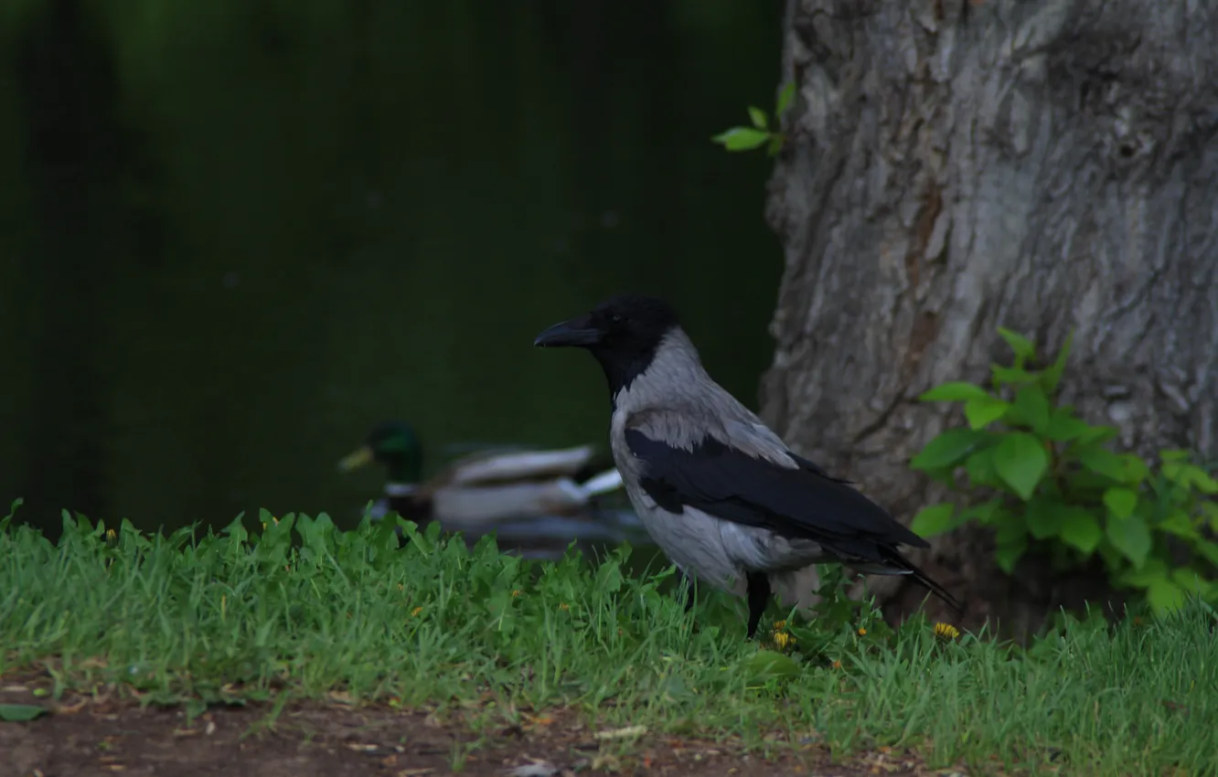 Photo wallpaper grass, trees, lake, animal, bird, crows, Drake, Stan