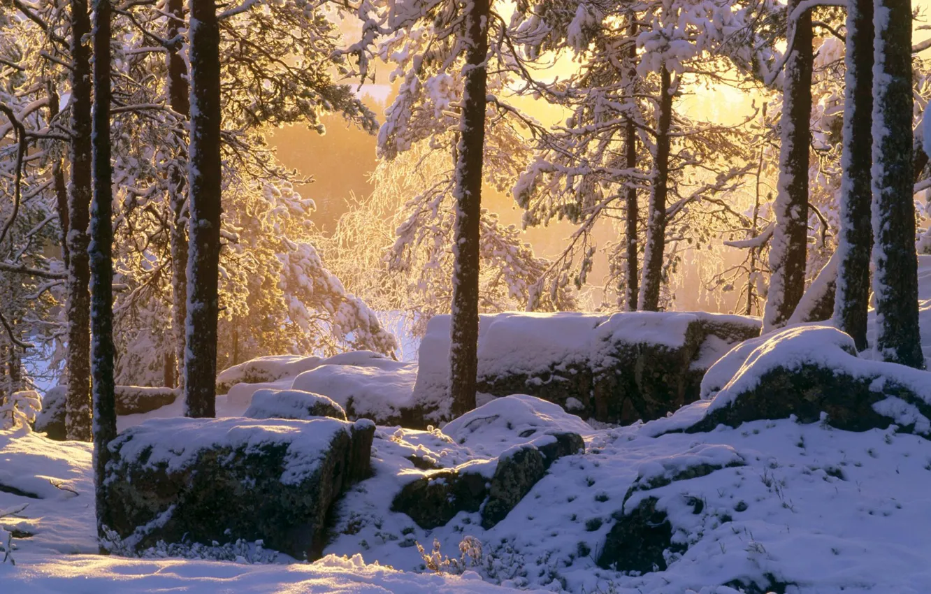 Photo wallpaper winter, forest, light, snow, stones