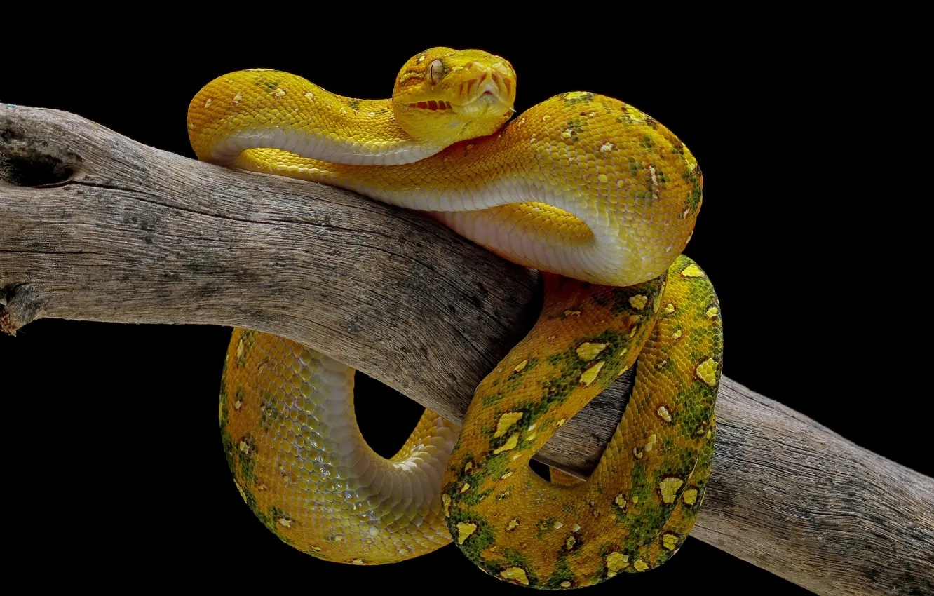 Photo wallpaper branches, yellow, snake, Python