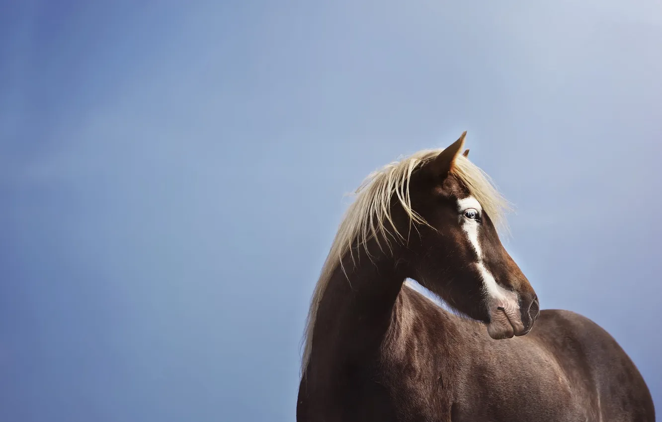 Photo wallpaper the sky, nature, horse