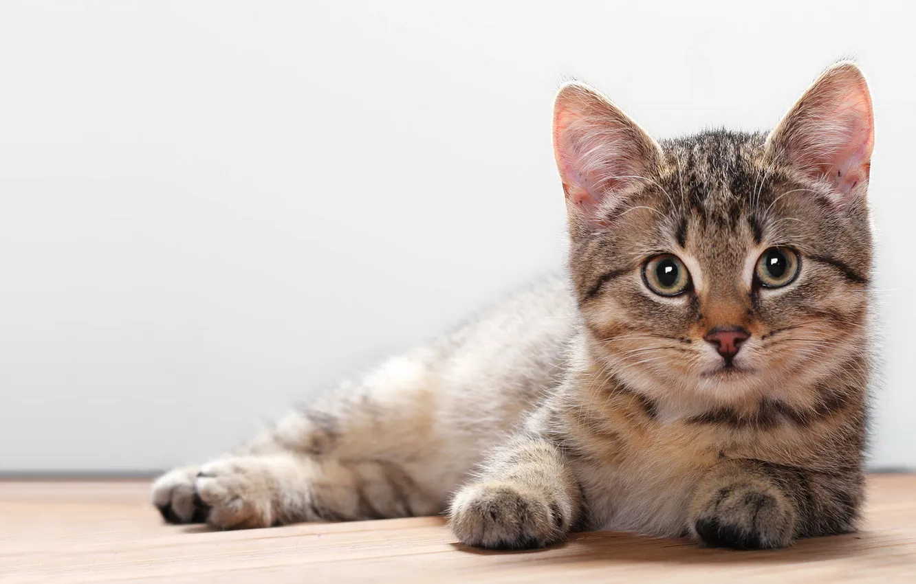 Photo wallpaper cat, look, Wallpaper