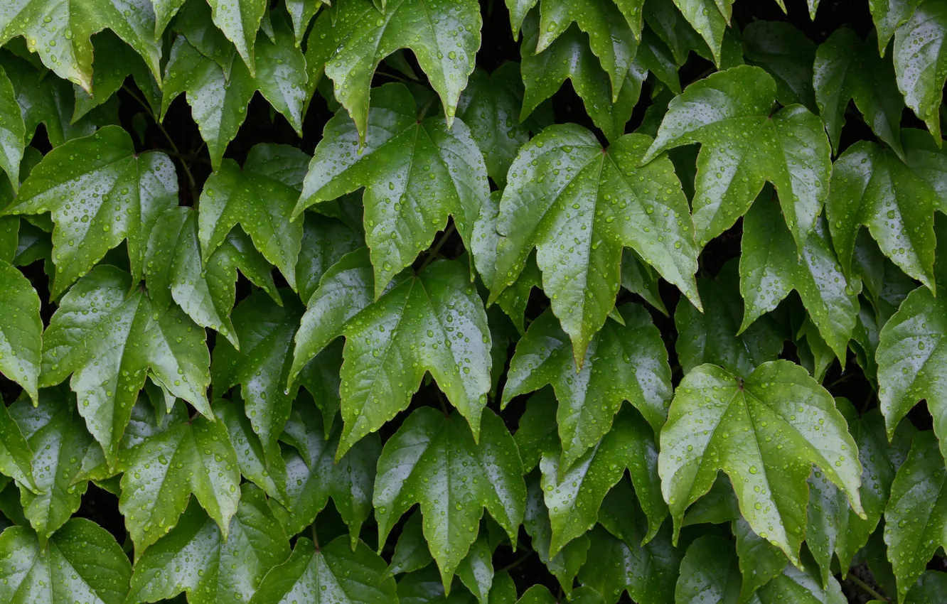Photo wallpaper green, wall, leaves, plant, vine