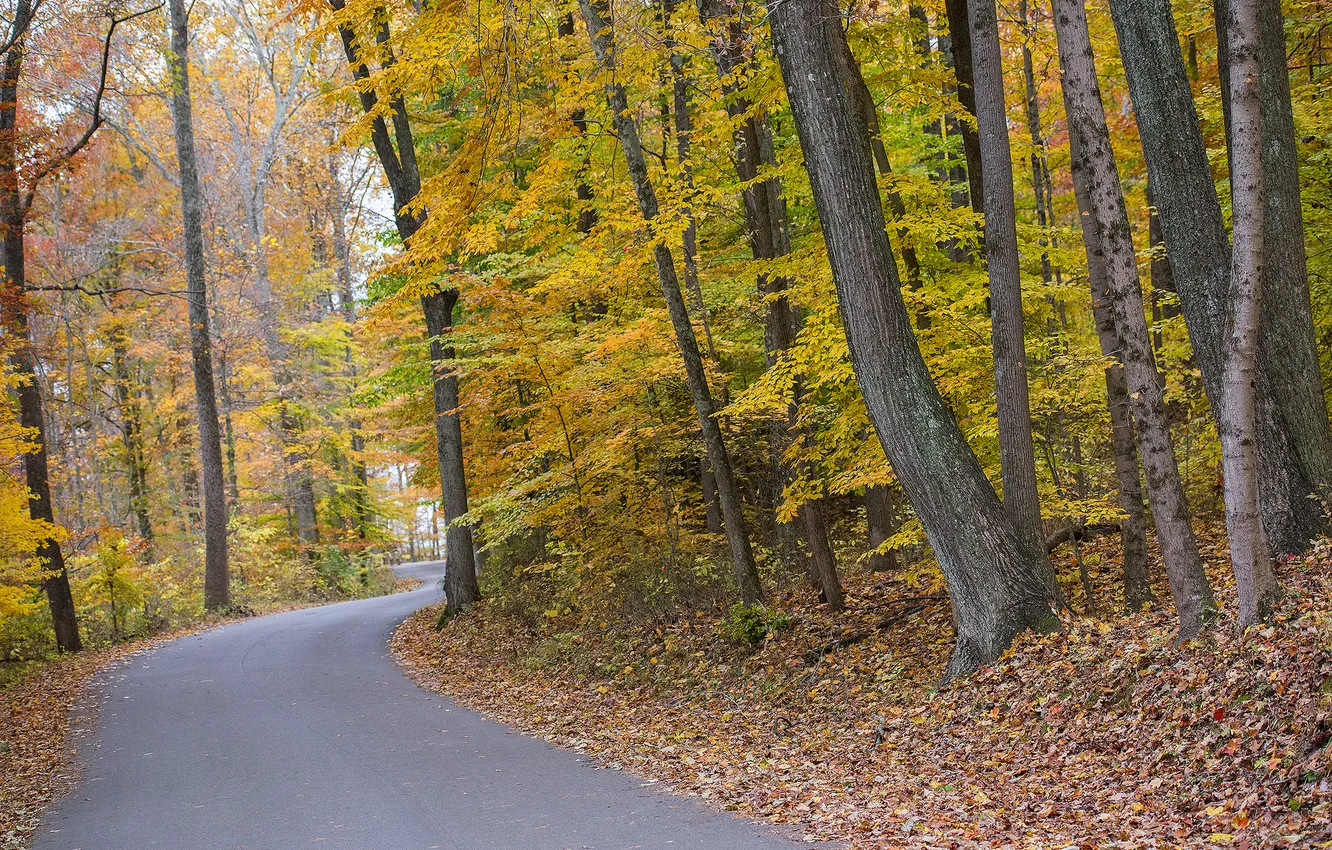Photo wallpaper road, autumn, forest, leaves, trees