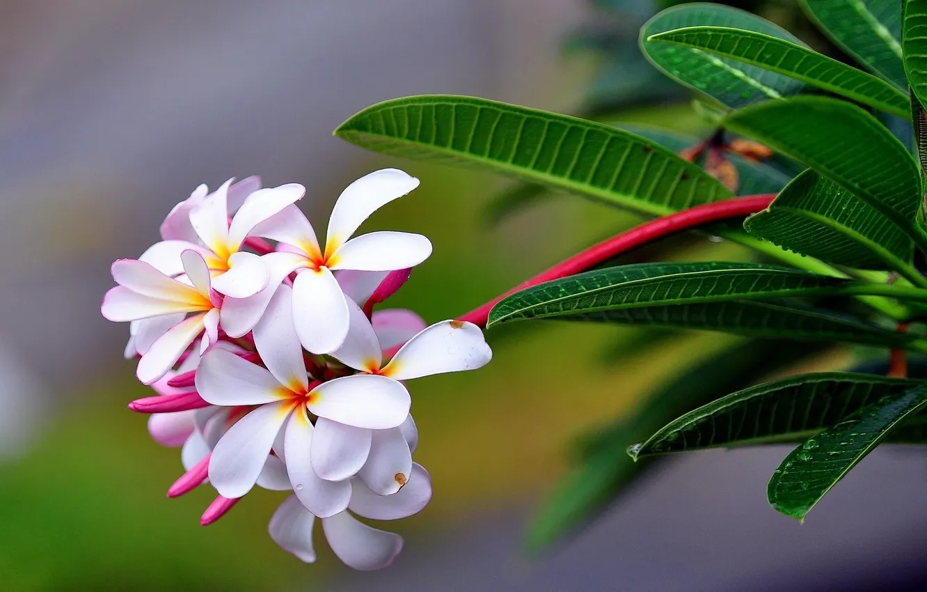 Photo wallpaper drop, Exotic, plumeria, freshness, sharpness