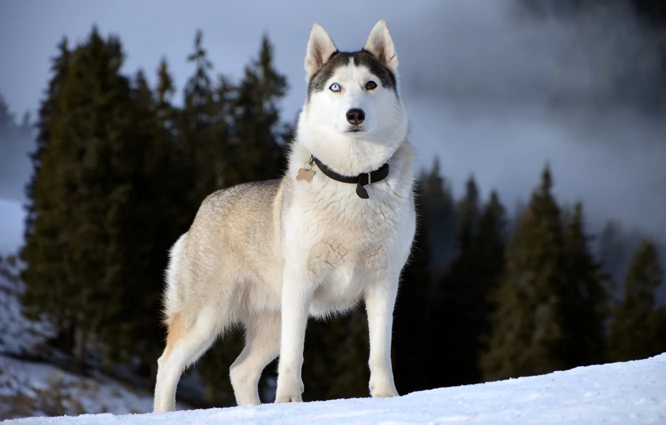 Photo wallpaper look, each, dog