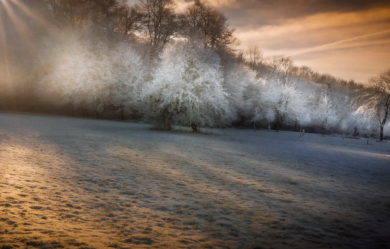 Photo wallpaper winter, frost, trees
