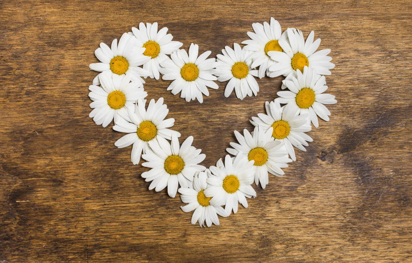 Photo wallpaper love, flowers, heart, chamomile, love, heart, wood, flowers