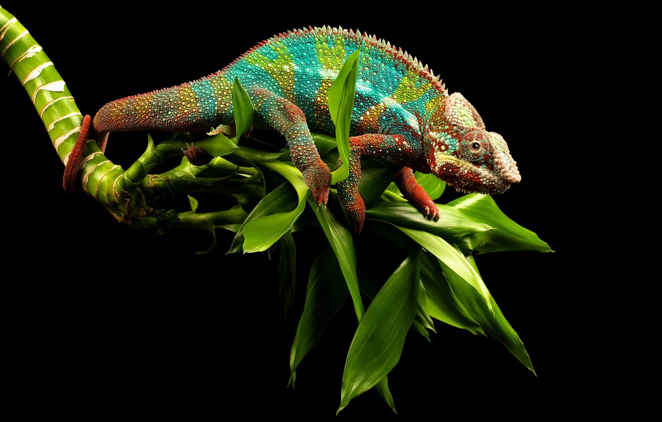 Photo wallpaper greens, eyes, chameleon, background, branch, lizard, tail