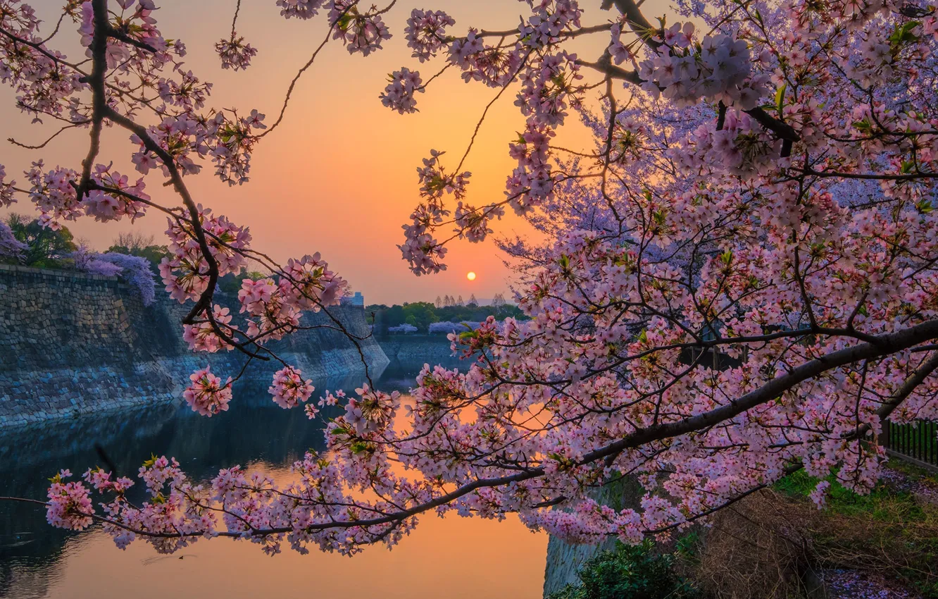 Photo wallpaper spring, Japan, Sakura, Osaka