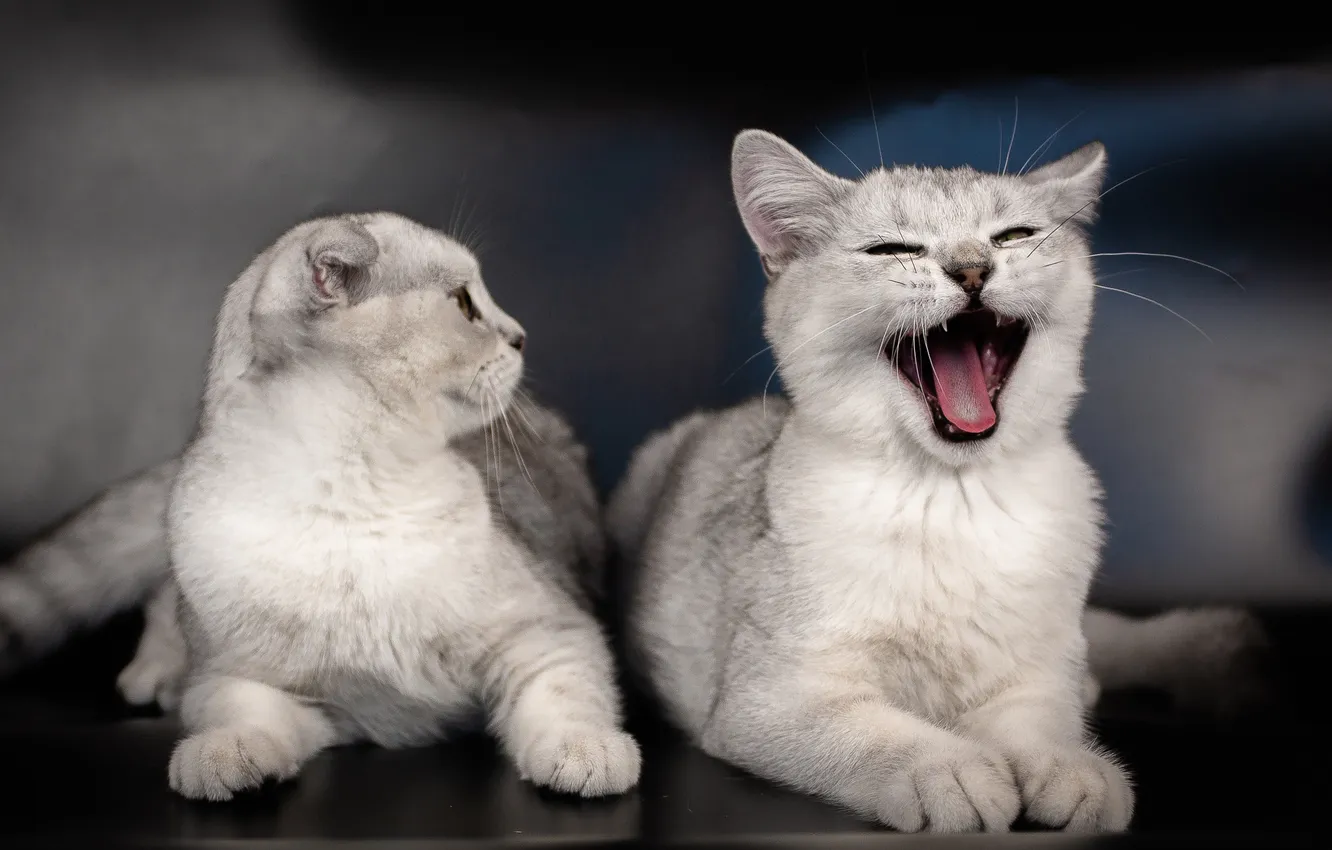 Photo wallpaper language, cat, cat, look, pose, the dark background, grey, mouth