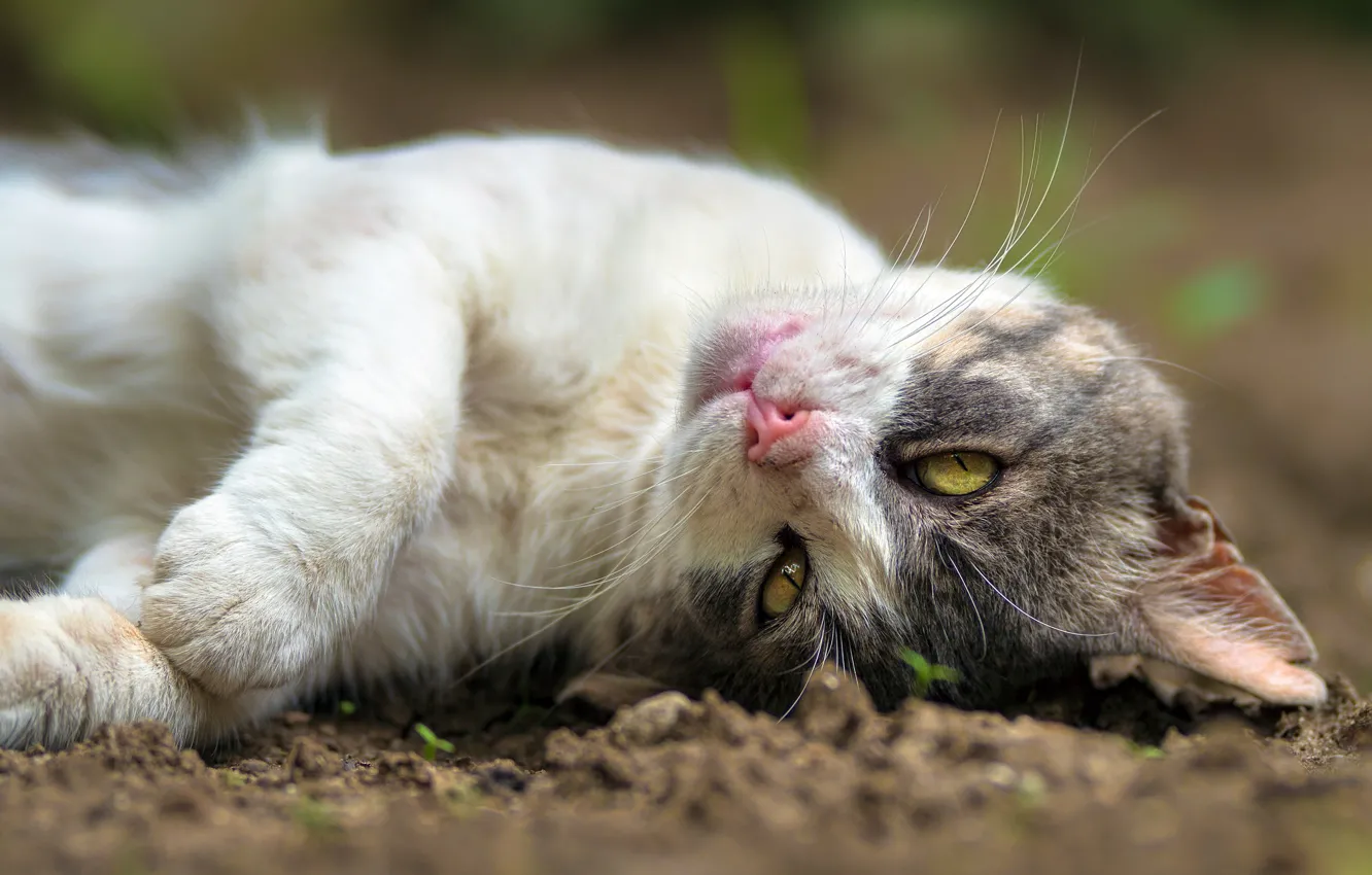 Photo wallpaper cat, cat, stay, legs, muzzle, cat