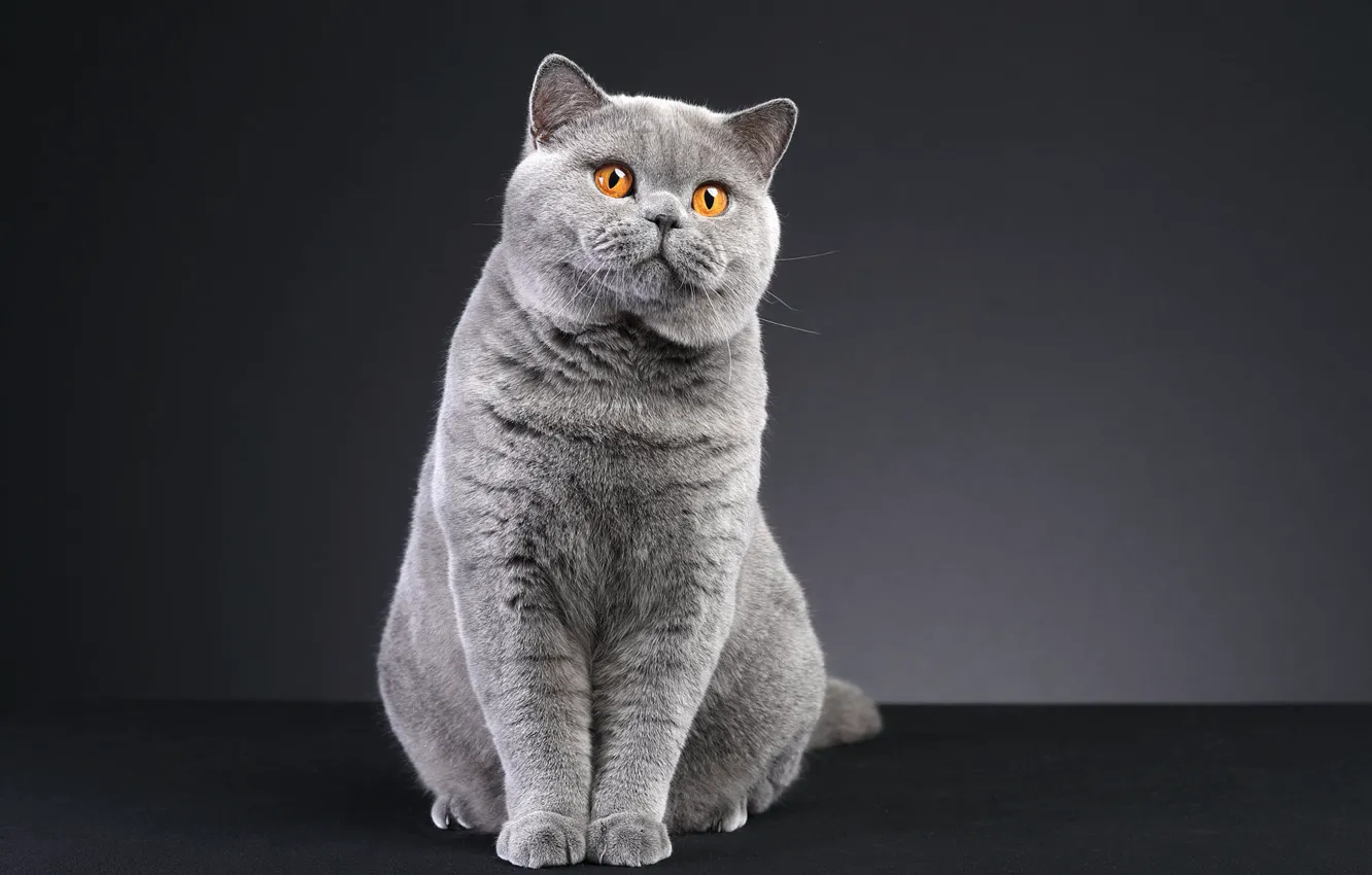 Photo wallpaper cat, pose, look, grey, sitting, British, cat
