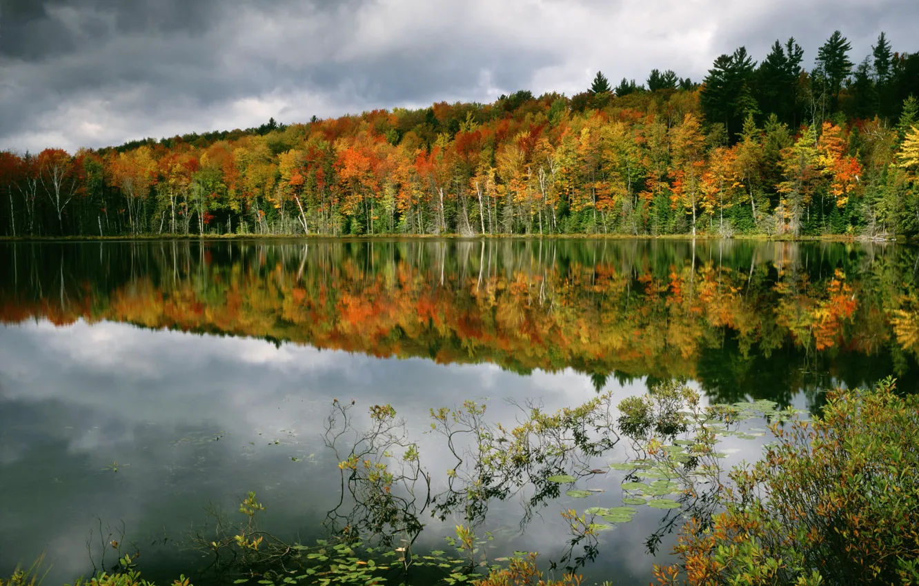 Photo wallpaper autumn, forest, water, trees, reflection