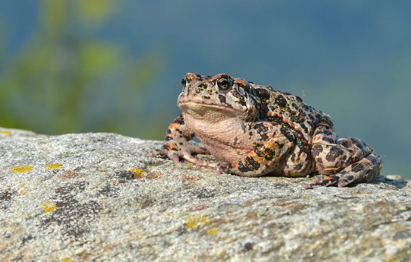 Photo wallpaper stone, frog, toad, spotted