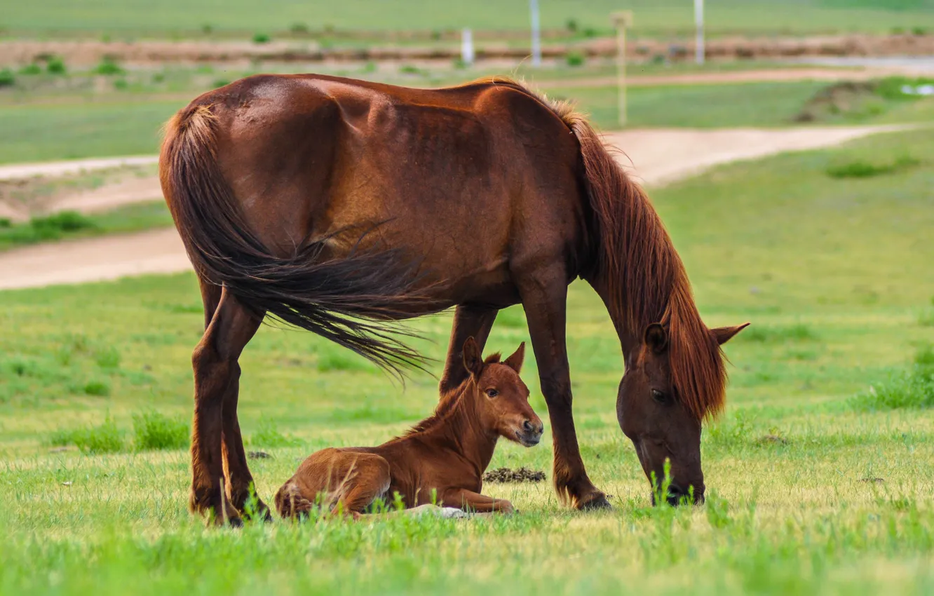 Photo wallpaper field, summer, horse, horse, chestnut, mother, foal