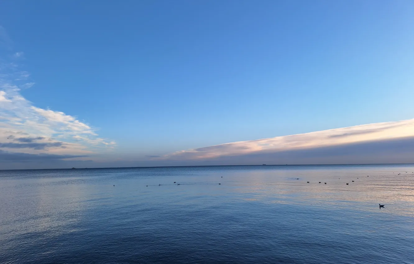 Photo wallpaper niebo, chmury, Sea, Seabirds