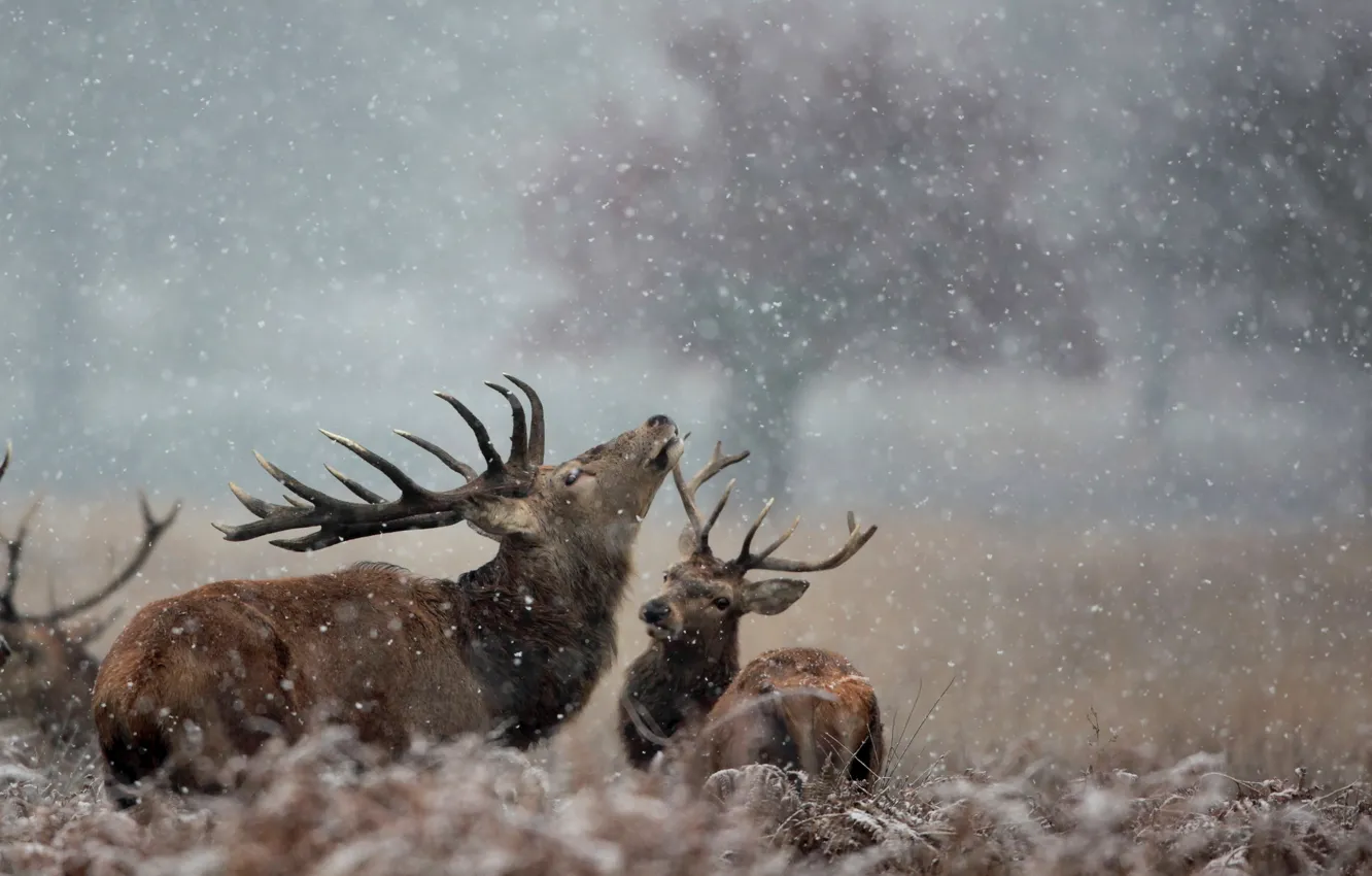 Photo wallpaper snow, nature, deer