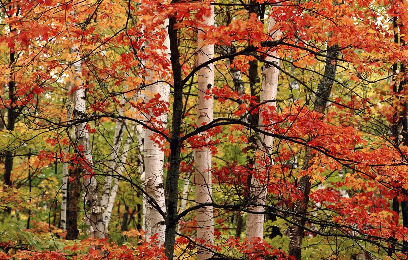 Photo wallpaper autumn, tree