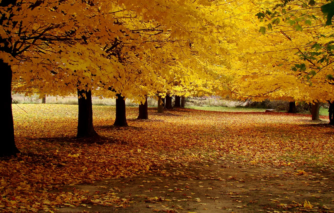 Photo wallpaper road, autumn, leaves, trees, landscape, yellow, nature, Park