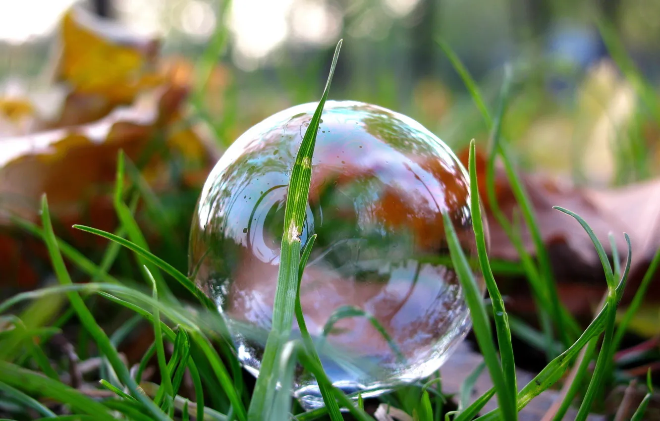 Photo wallpaper grass, leaves, macro, Park, reflection, bubbles, photo, lawn
