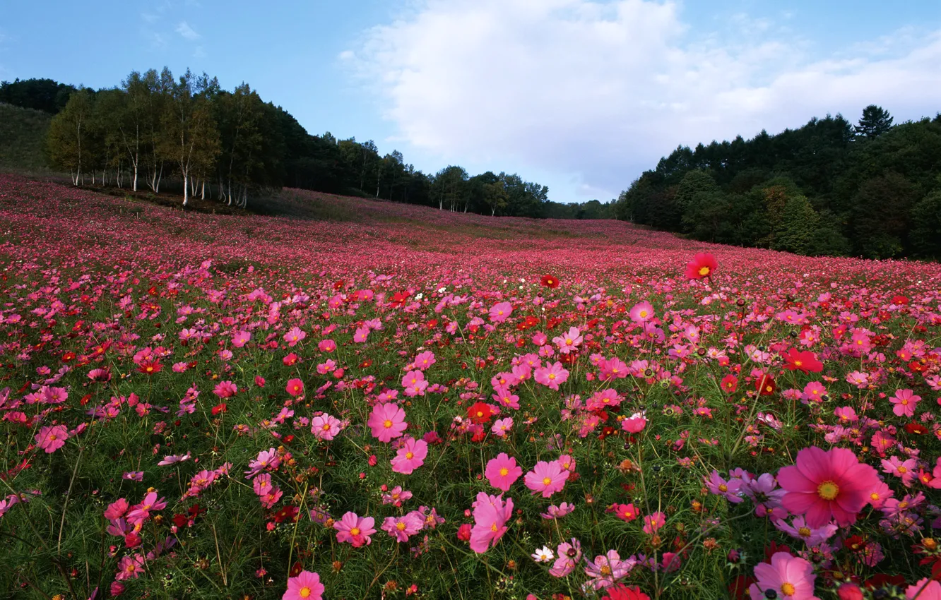 Photo wallpaper field, trees, flowers, kosmeya