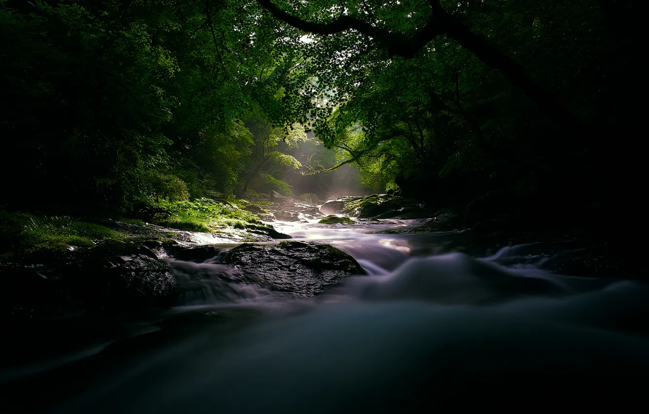 Photo wallpaper forest, light, nature, river, the darkness