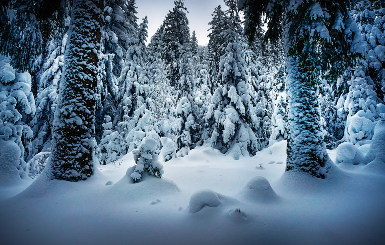 Photo wallpaper winter, snow, trees, landscape, nature, ate, trunk, Robert Didierjean