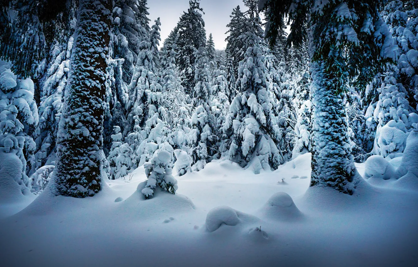 Photo wallpaper winter, snow, trees, landscape, nature, trunks, ate, Robert Didierjean