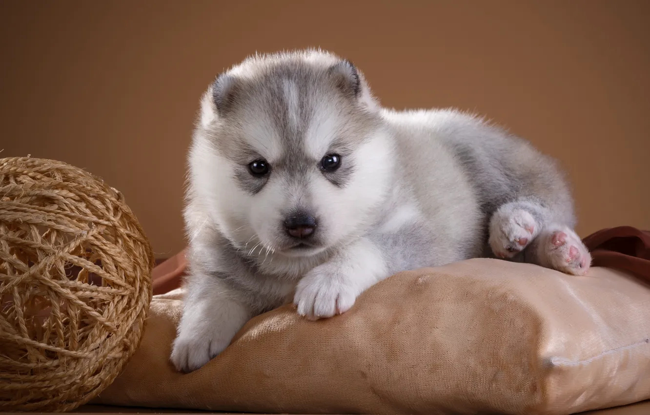 Photo wallpaper tangle, pillow, puppy, husky