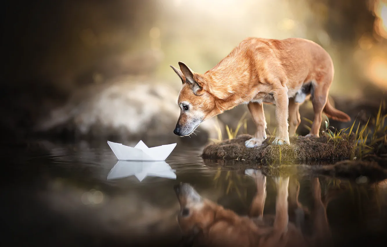 Photo wallpaper water, reflection, dog, doggie, paper boat