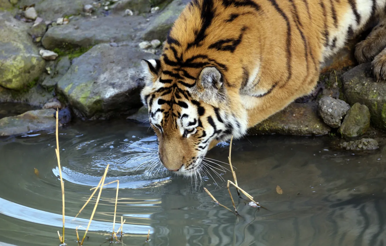 Photo wallpaper cat, water, tiger, drink, Amur, drinking