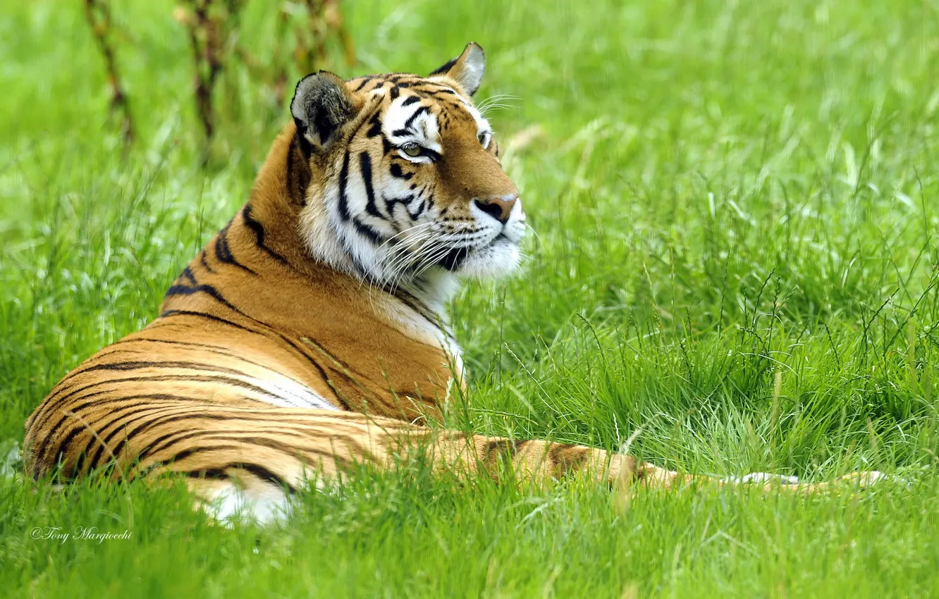 Photo wallpaper tiger, lies, on the grass, Siberian