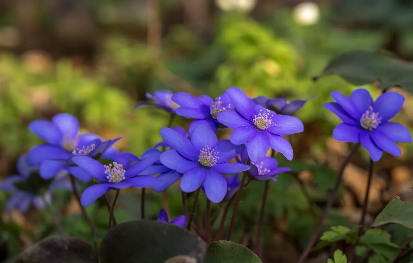 Photo wallpaper bokeh, anemones, anemone