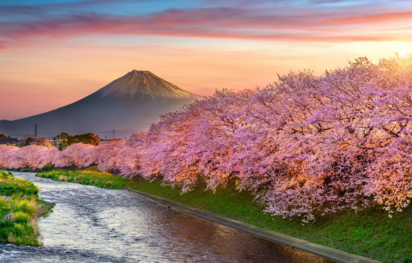 Photo wallpaper cherry, spring, Japan, Sakura, Japan, flowering, mount Fuji, landscape