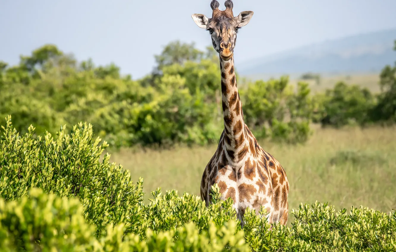 Photo wallpaper giraffe, the bushes, neck