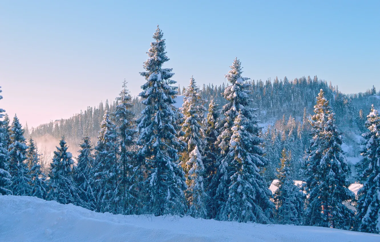 Photo wallpaper winter, forest, the sky, the sun, snow, trees, blue, ate