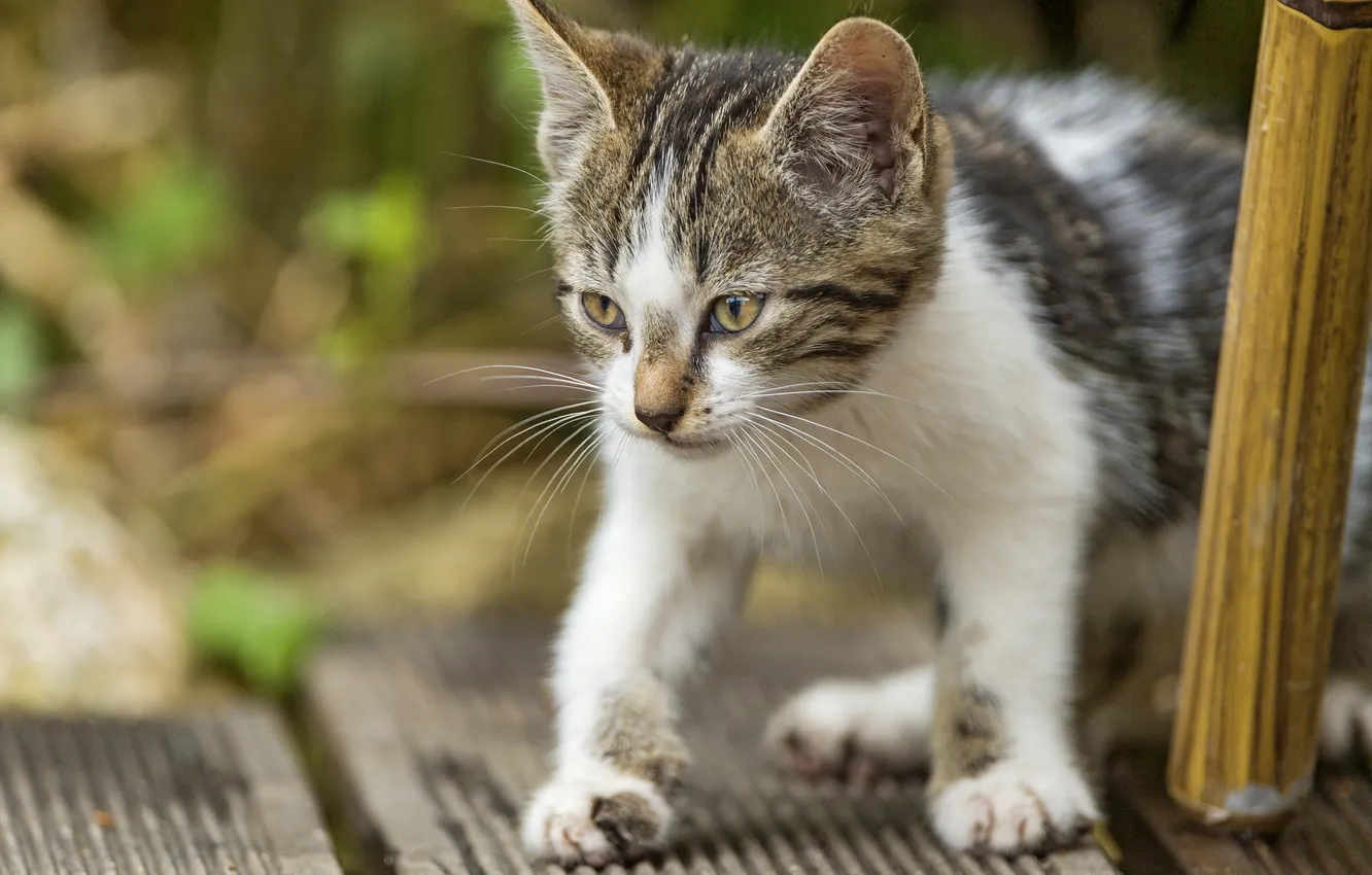 Photo wallpaper look, baby, kitty