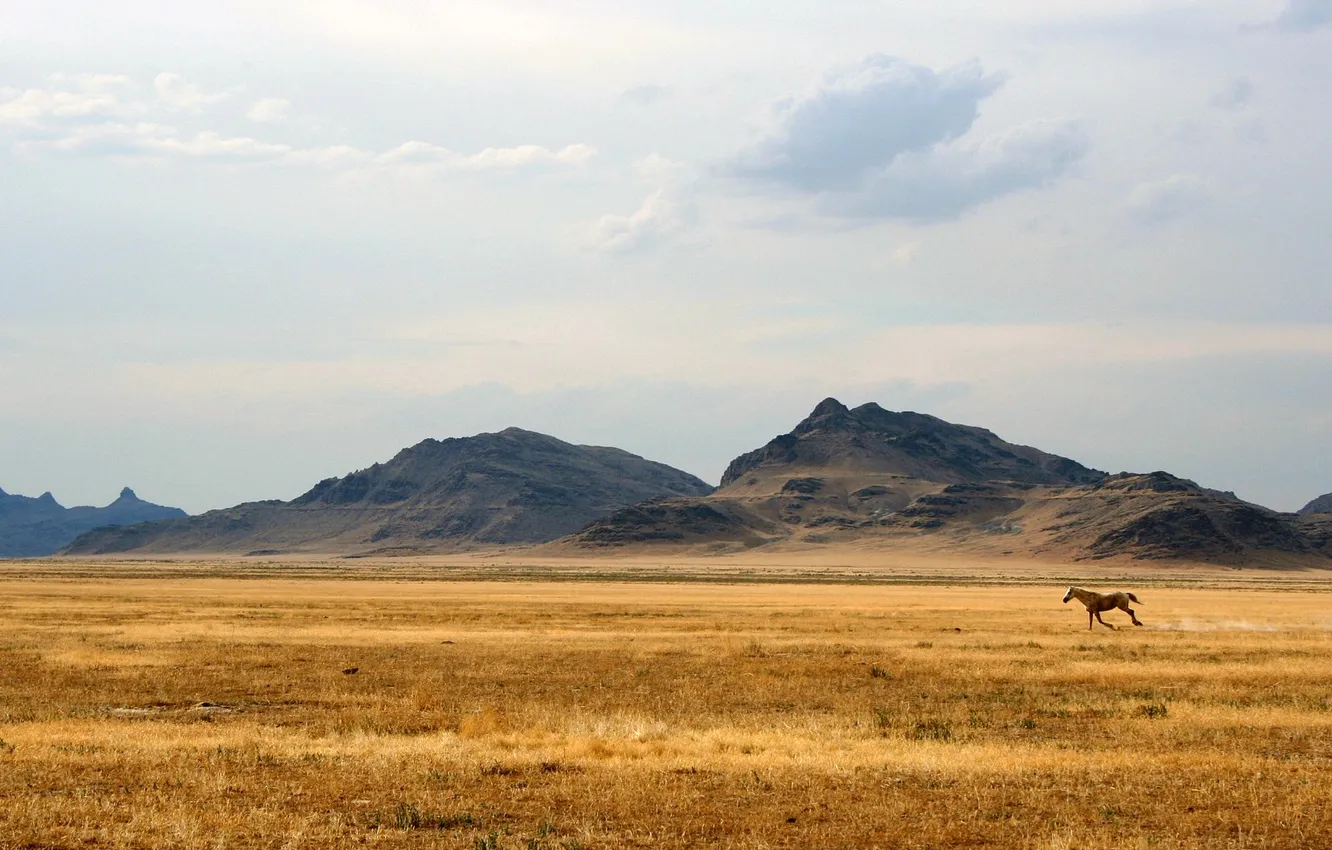 Photo wallpaper field, horse, running