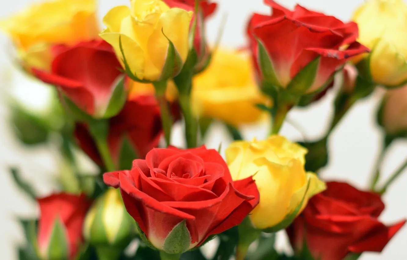 Photo wallpaper roses, bouquet, buds