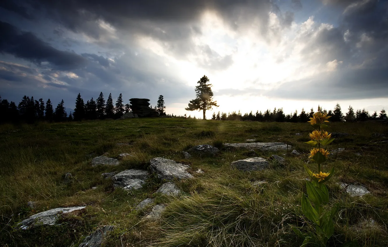 Photo wallpaper field, landscape, morning