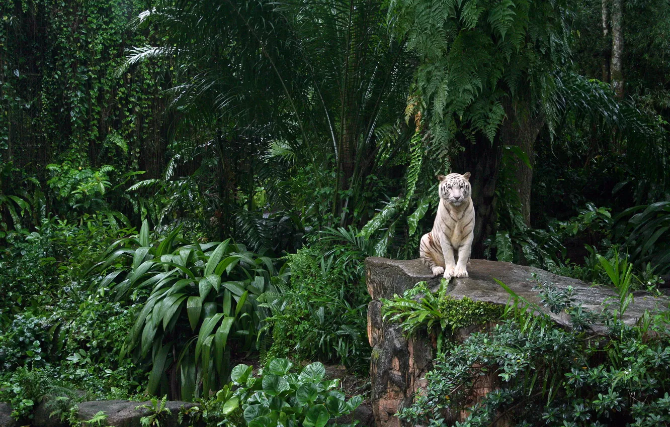 Photo wallpaper Singapore, white tiger, zoo