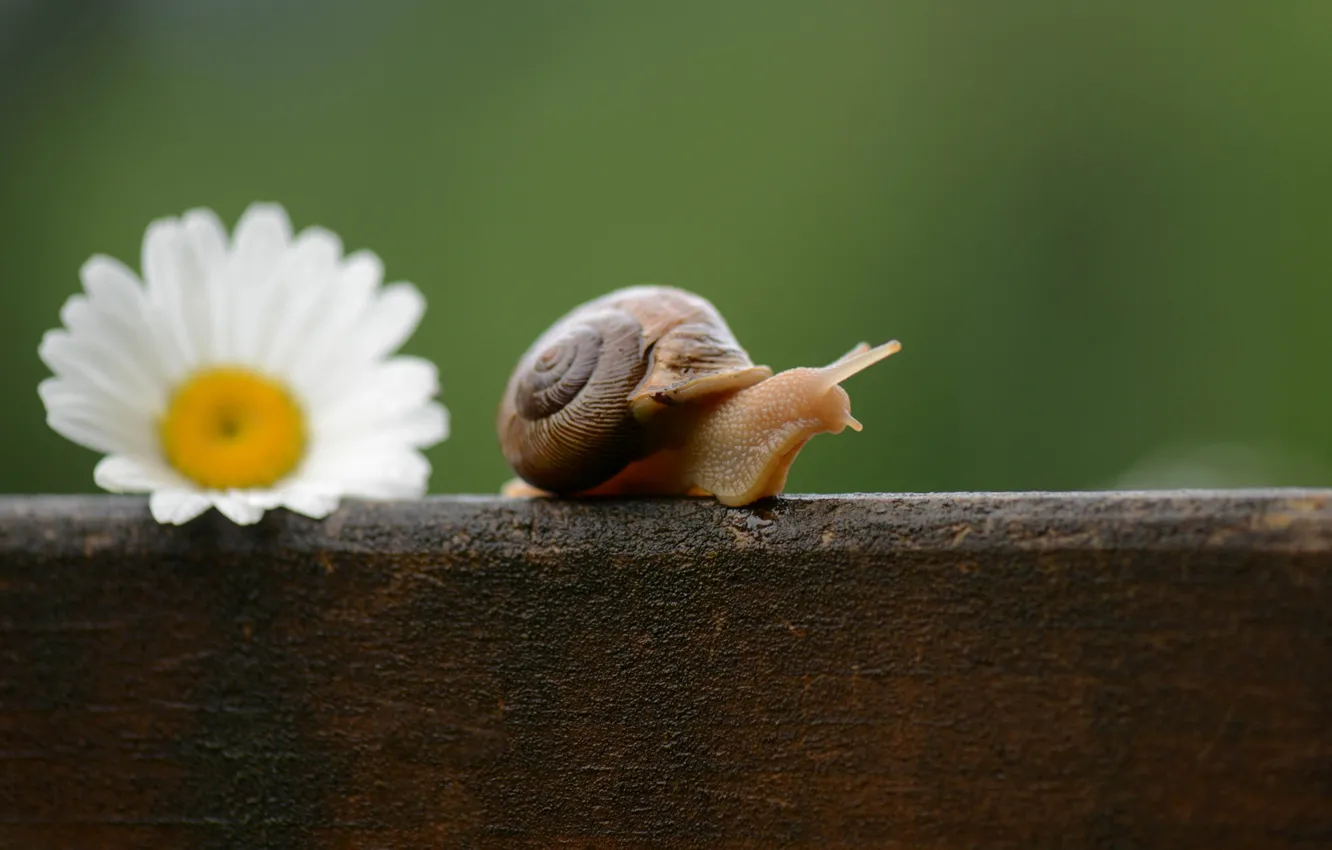 Photo wallpaper flower, snail, Daisy