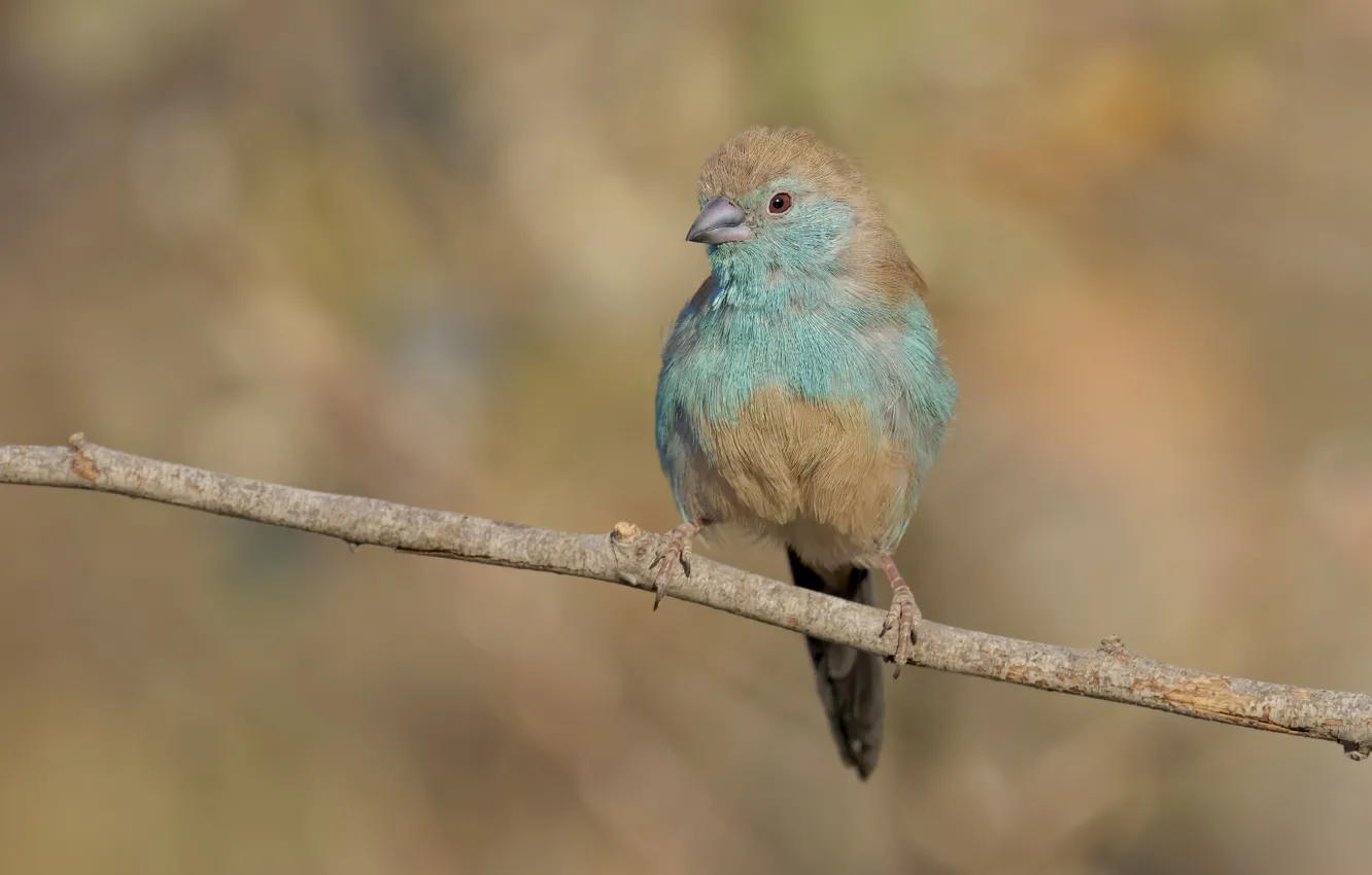 Photo wallpaper look, nature, background, bird, DUELL ©