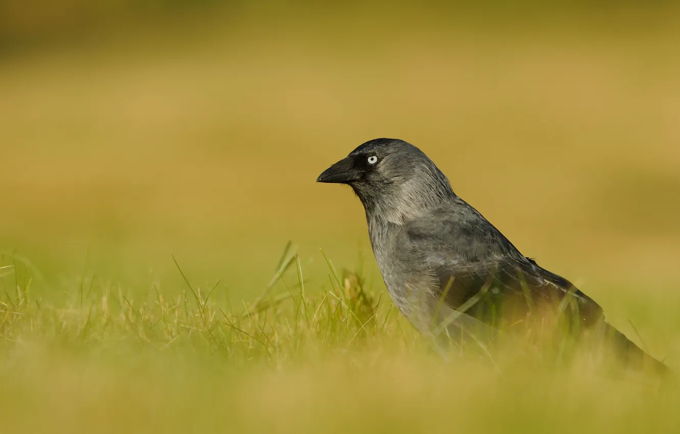 Photo wallpaper bird, portrait, jackdaw