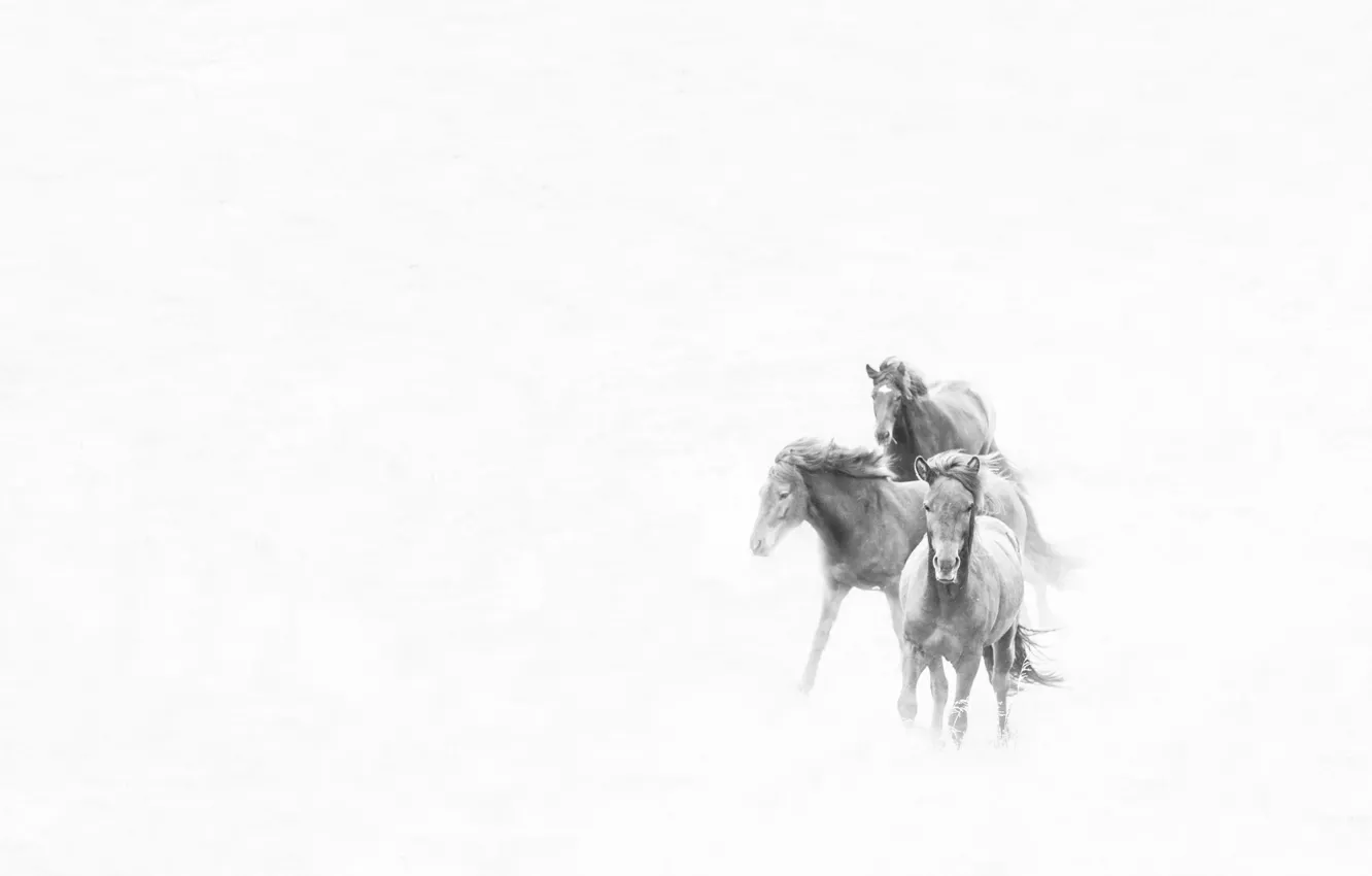Photo wallpaper storm, winter, snow, horses, wind