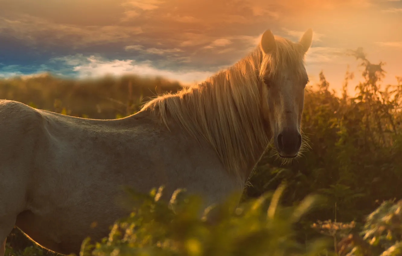 Photo wallpaper white, the sky, look, face, clouds, light, sunset, nature